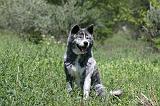AKITA INU 336